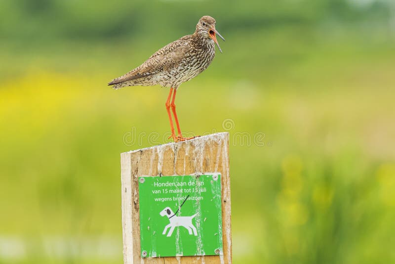 Общая птица wader totanus tringa redshank садить на насест на предупредительном знаке держать собак на поводке стоковая фотография rf Общая птица wader totanus tringa redshank садить на насест на предупредительном знаке держать собак на поводке стоковая фотография rf