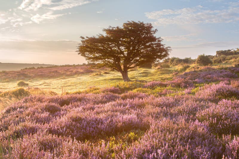 Общее Porlock, exmoor Сомерсет Великобритания стоковое изображение rf Общее Porlock, exmoor Сомерсет Великобритания стоковое изображение rf