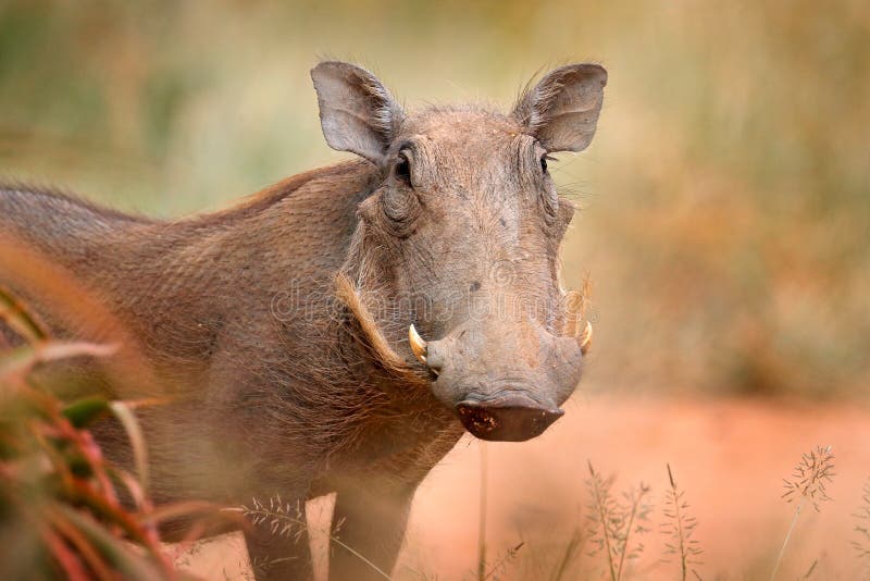 Общее warthog, коричневая одичалая свинья с бивнем Деталь конца-вверх животного в среду обитания природы Природа живой природы на стоковая фотография Общее warthog, коричневая одичалая свинья с бивнем Деталь конца-вверх животного в среду обитания природы Природа живой природы на стоковая фотография