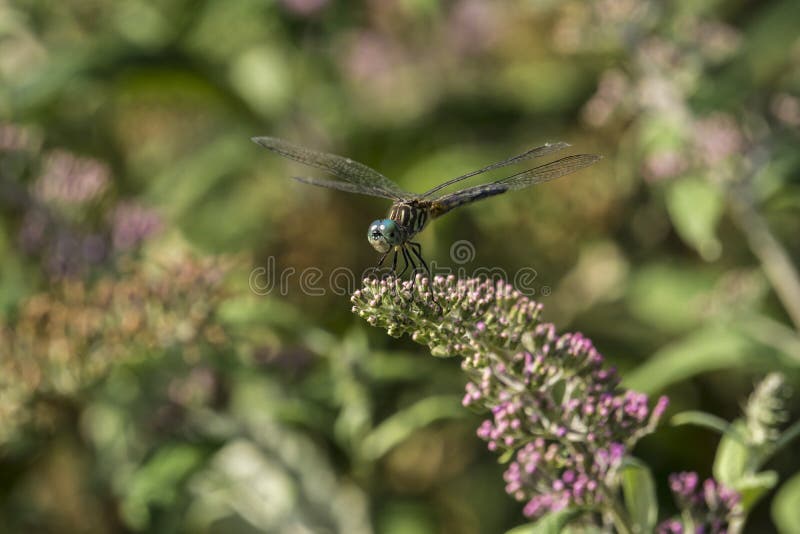Общее зеленое Darner (junius Anax) стоковое изображение Общее зеленое Darner (junius Anax) стоковое изображение