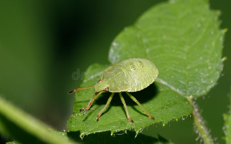 Общее зеленое Shieldbug стоковая фотография rf Общее зеленое Shieldbug стоковая фотография rf