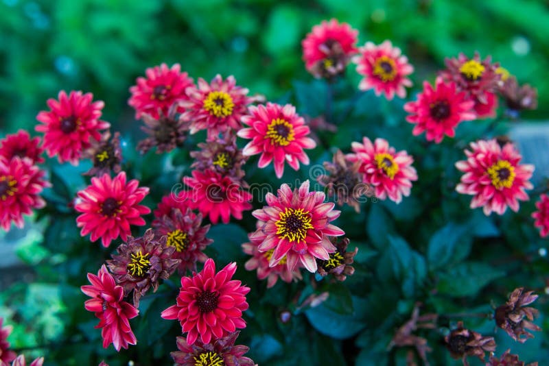 Общий цветок zinnia окруженный зелеными leafes стоковые изображения Общий цветок zinnia окруженный зелеными leafes стоковые изображения