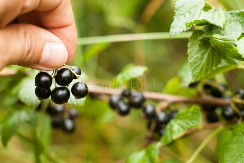Общиплите плодоовощ Blackcurrant на кусте Сбор зрелого пушистого bla стоковое изображение Общиплите плодоовощ Blackcurrant на кусте Сбор зрелого пушистого bla стоковое изображение