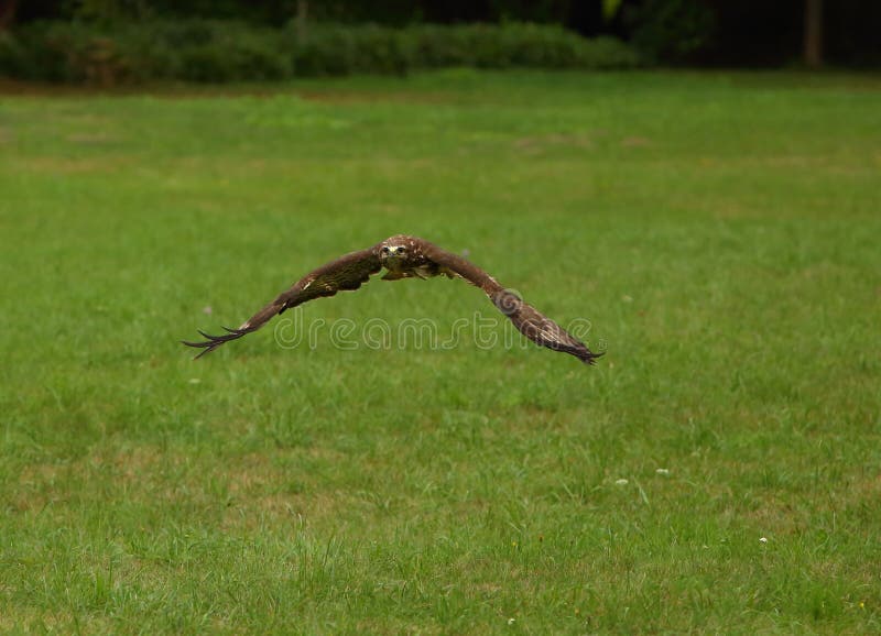 обычный buzzard buteo бутео летит очень близко. зеленый фон стоковая фотография