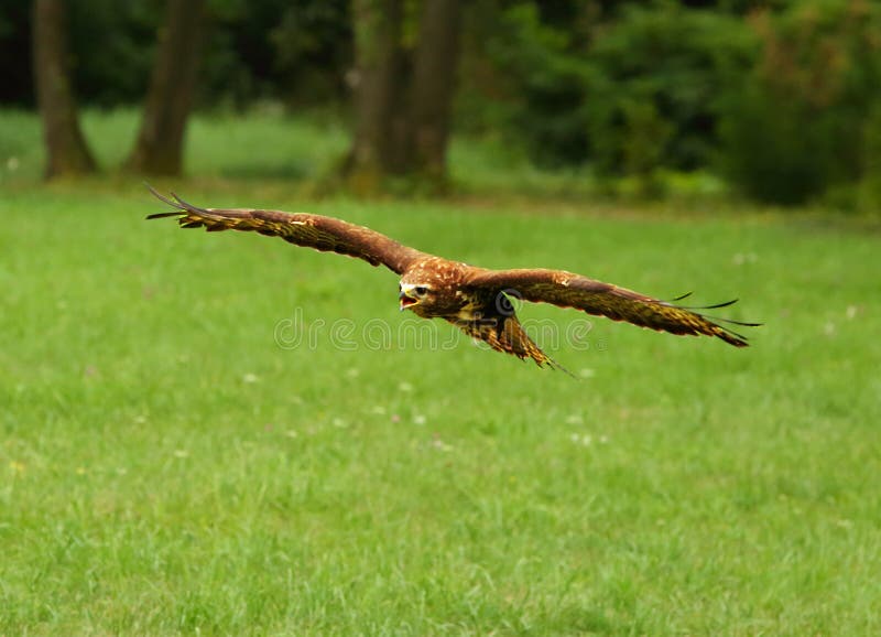 обычный buzzard buteo бутео летит очень близко. зеленый фон стоковые фотографии rf