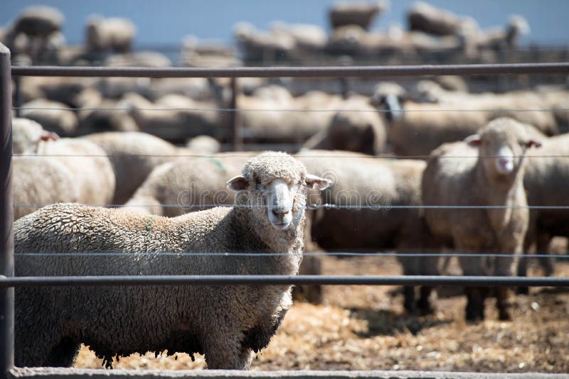 Овечки Feedlot стоковые изображения rf Овечки Feedlot стоковые изображения rf