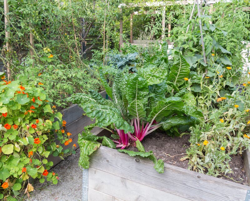 Vegetables growing in raised beds. Vegetables growing in raised beds