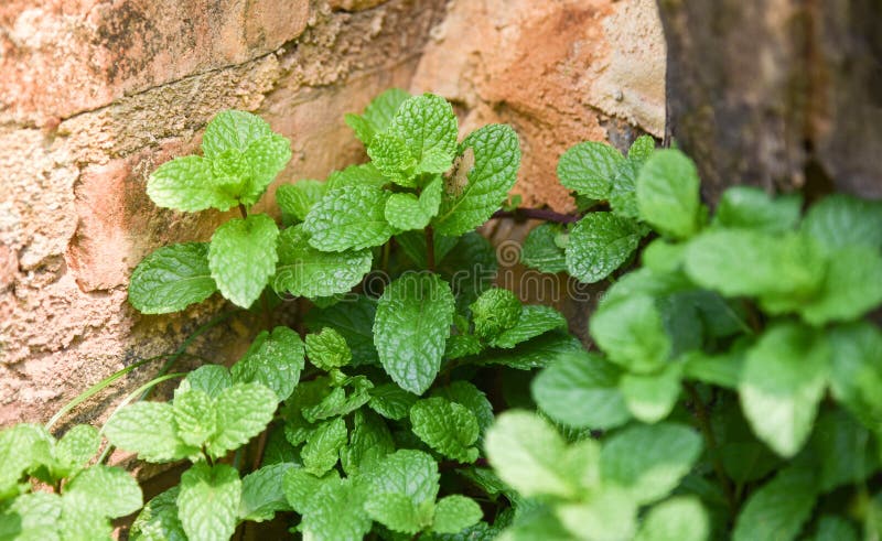 Peppermint with the sunlight herb and food. Peppermint with the sunlight herb and food