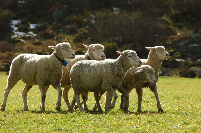 овцы стаи стоковое изображение. изображение насчитывающей овцы - 511625