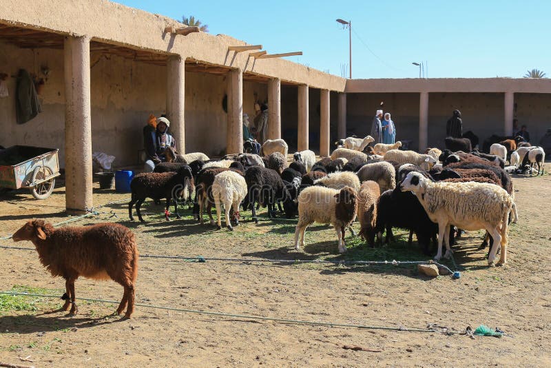 Rissani, Morocco - March 1, 2016: Men selling Sheep at a market in Rissani, Morocco, Africa. Rissani, Morocco - March 1, 2016: Men selling Sheep at a market in Rissani, Morocco, Africa