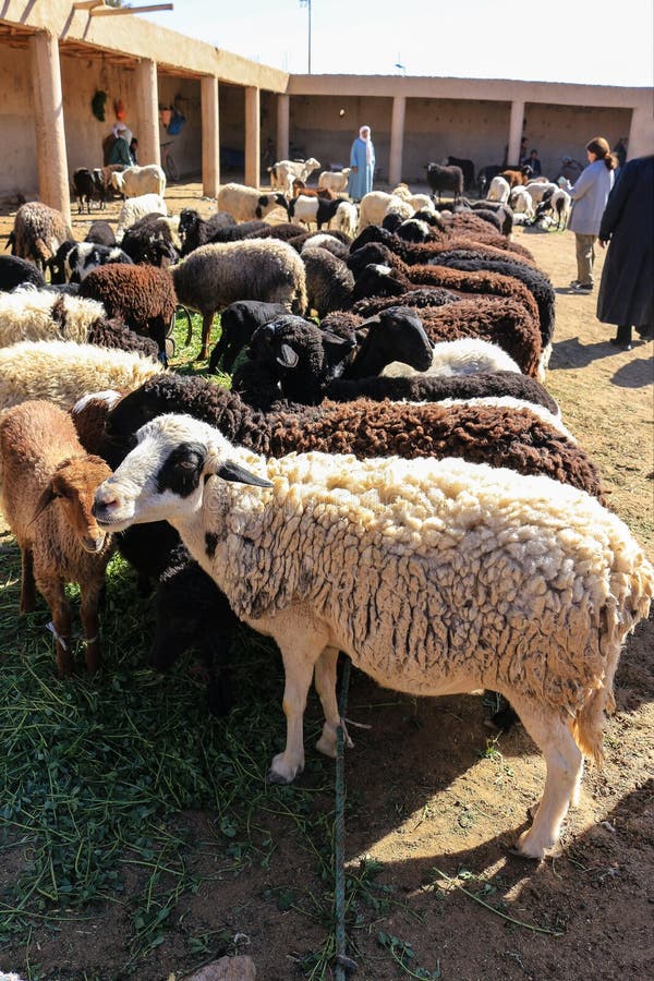 Rissani, Morocco - March 1, 2016: Men selling Sheep at a market in Rissani, Morocco, Africa. Rissani, Morocco - March 1, 2016: Men selling Sheep at a market in Rissani, Morocco, Africa