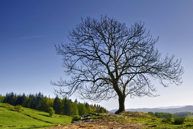 Scenic view of bare tree in countryside, Lake District National Park, Cumbria, England. Scenic view of bare tree in countryside, Lake District National Park, Cumbria, England.