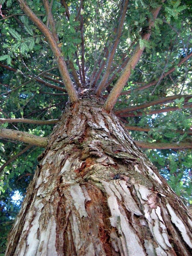 огромный вал redwood стоковое фото огромный вал redwood стоковое фото