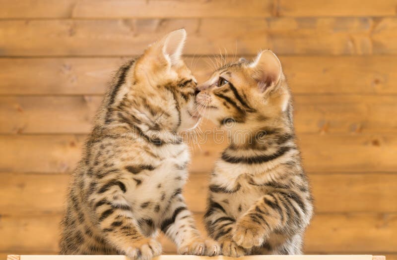 2 одина другого вдоха котят, на фоне деревянного стоковое фото rf 2 одина другого вдоха котят, на фоне деревянного стоковое фото rf