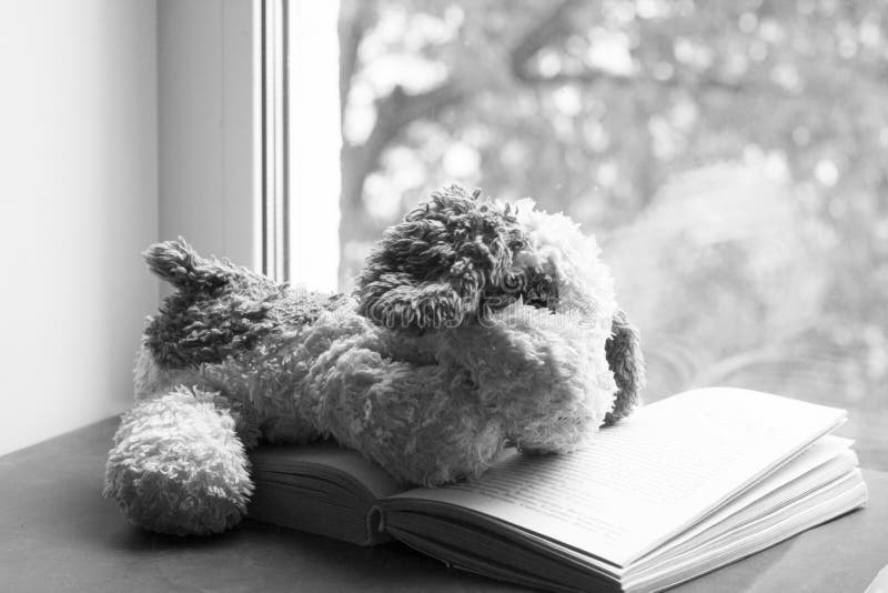 одинокая собачья игрушка и книга на окне грустное изображение стоковое фото