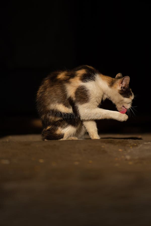 одинокий бездомный раненый кот. Уличная грязная кошка нуждается в ветеринарной помощи стоковая фотография одинокий бездомный раненый кот. Уличная грязная кошка нуждается в ветеринарной помощи стоковая фотография