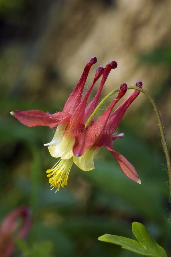 одичалое canadensis aquilegia columbine стоковое изображение одичалое canadensis aquilegia columbine стоковое изображение