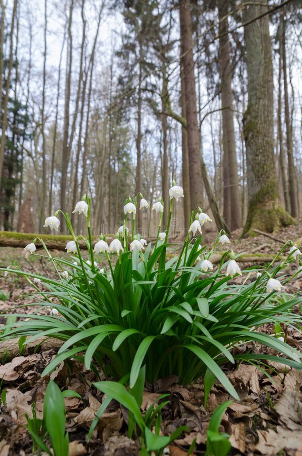 Одичалое цветя Snowdrops в лесе стоковая фотография Одичалое цветя Snowdrops в лесе стоковая фотография
