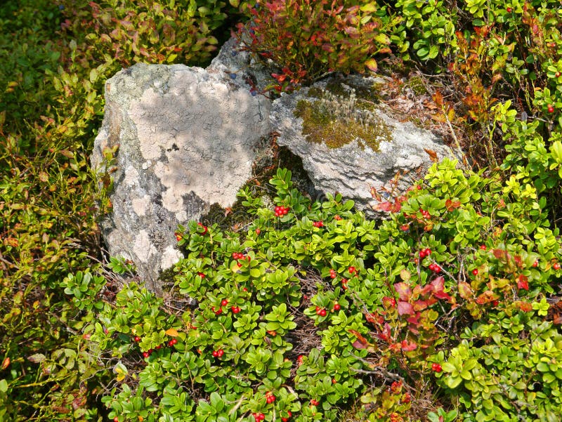 Одичалые короткие кустарники и камни lingonberry стоковое изображение Одичалые короткие кустарники и камни lingonberry стоковое изображение