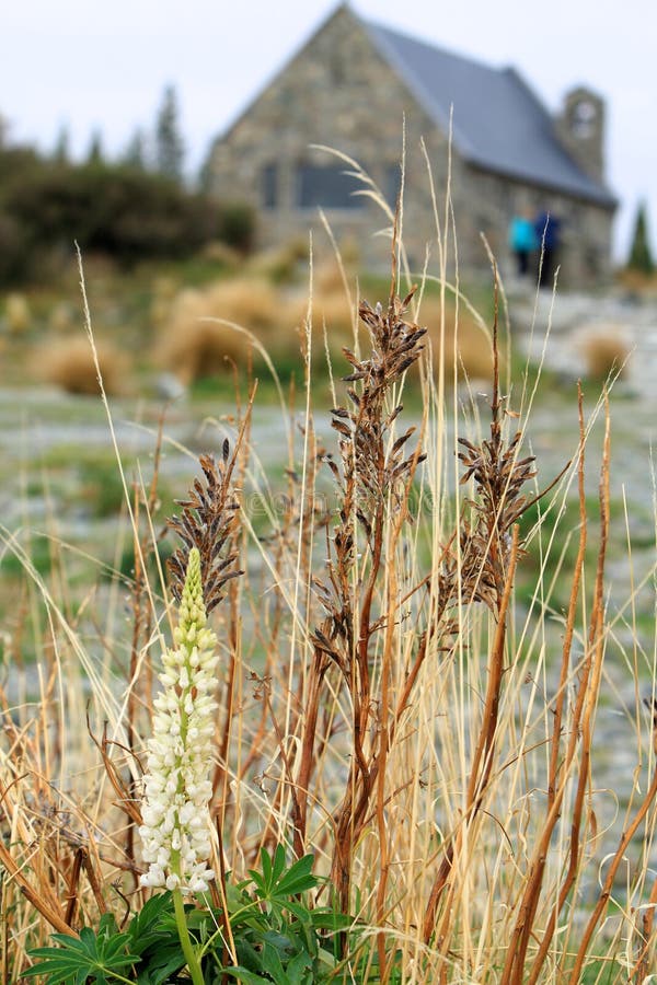 Озеро Tekapo, южный остров Новая Зеландия стоковые фото Озеро Tekapo, южный остров Новая Зеландия стоковые фото
