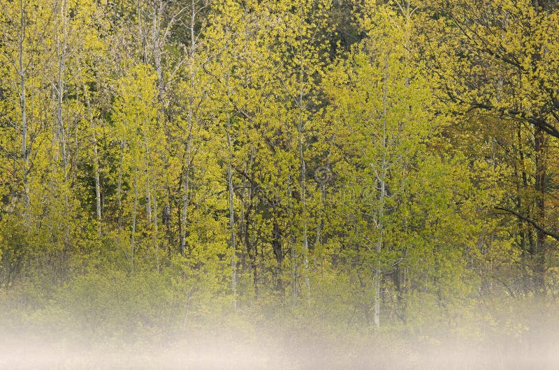 Spring landscape of aspens in fog, Hall Lake, Yankee Springs State Park, Michigan, US. Spring landscape of aspens in fog, Hall Lake, Yankee Springs State Park, Michigan, US