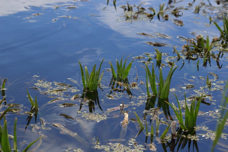 Озеро при заводы лилии и bulrush воды, удя место, pond с открытым морем, предпосылкой перемещения озера, ландшафтом природы стоковое изображение rf Озеро при заводы лилии и bulrush воды, удя место, pond с открытым морем, предпосылкой перемещения озера, ландшафтом природы стоковое изображение rf