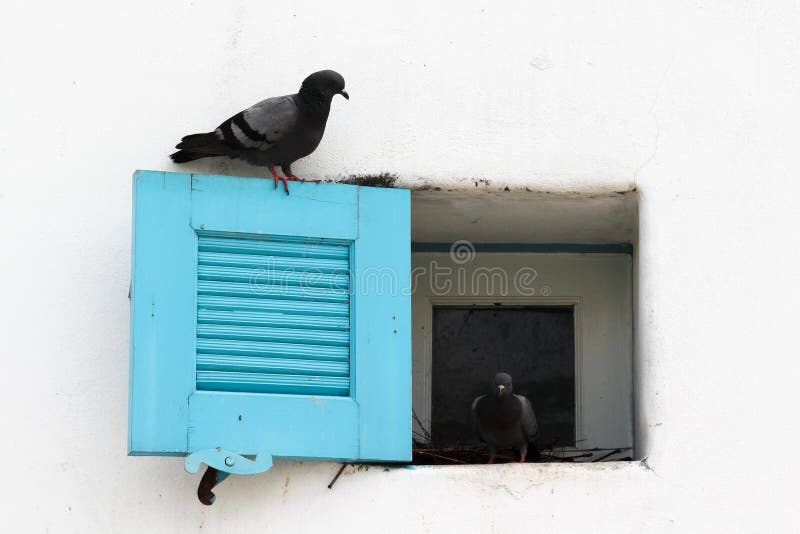 Open blue louver window with 2 pigeons on white concrete  wall. Open blue louver window with 2 pigeons on white concrete  wall