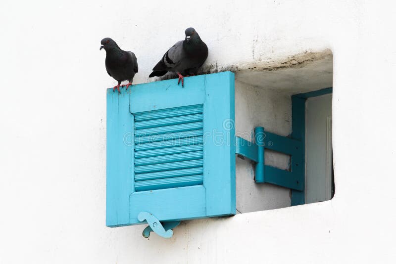 Open blue louver window with 2 pigeons on white concrete  wall. Open blue louver window with 2 pigeons on white concrete  wall