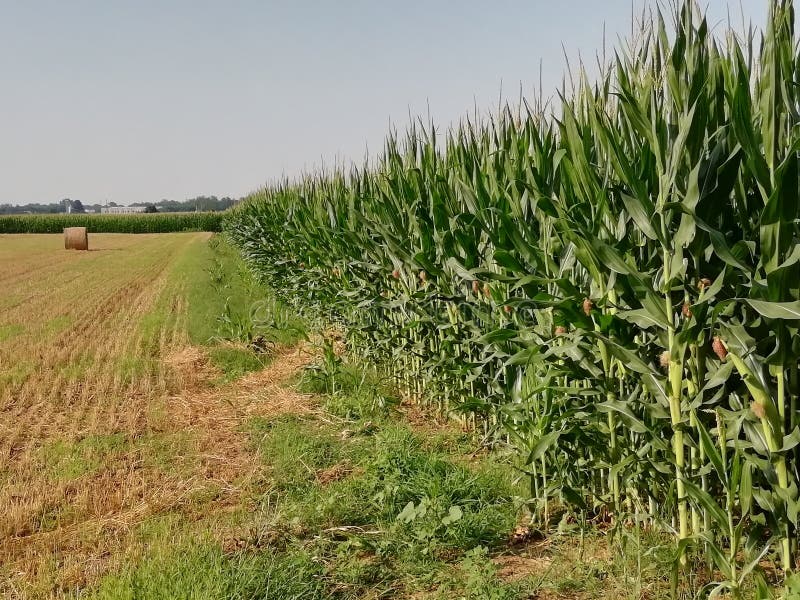 Окружающая среда сельского хозяйства пшеницы и кукурузы