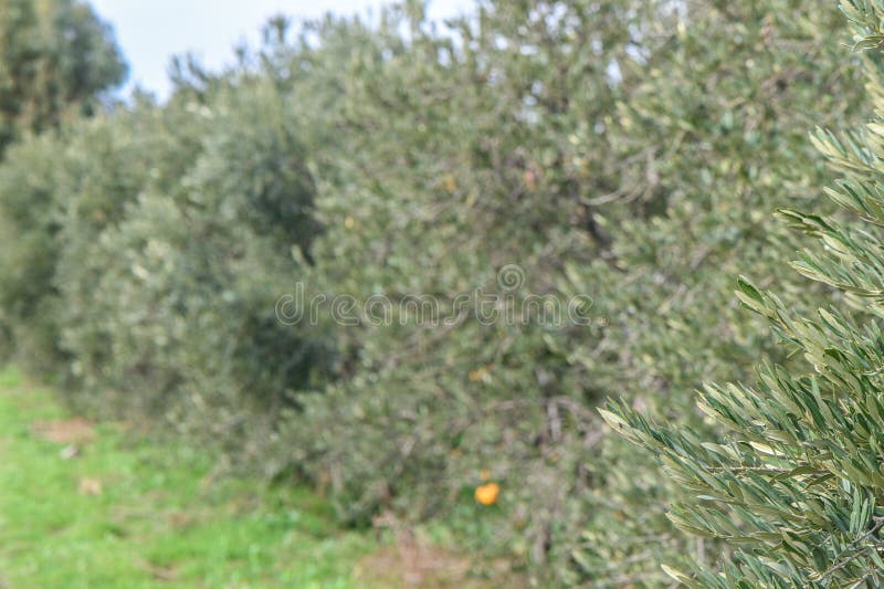 olive trees on the island of Cyprus in winter 1. olive trees on the island of Cyprus in winter 1