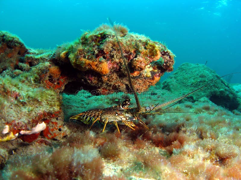 Small Florida lobster at 19 feet off the coast of south Florida. Small Florida lobster at 19 feet off the coast of south Florida.
