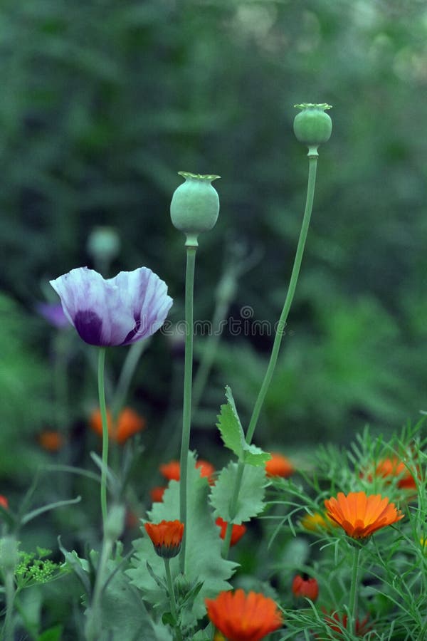 Opium seeds bulb and crowfoot. Opium seeds bulb and crowfoot