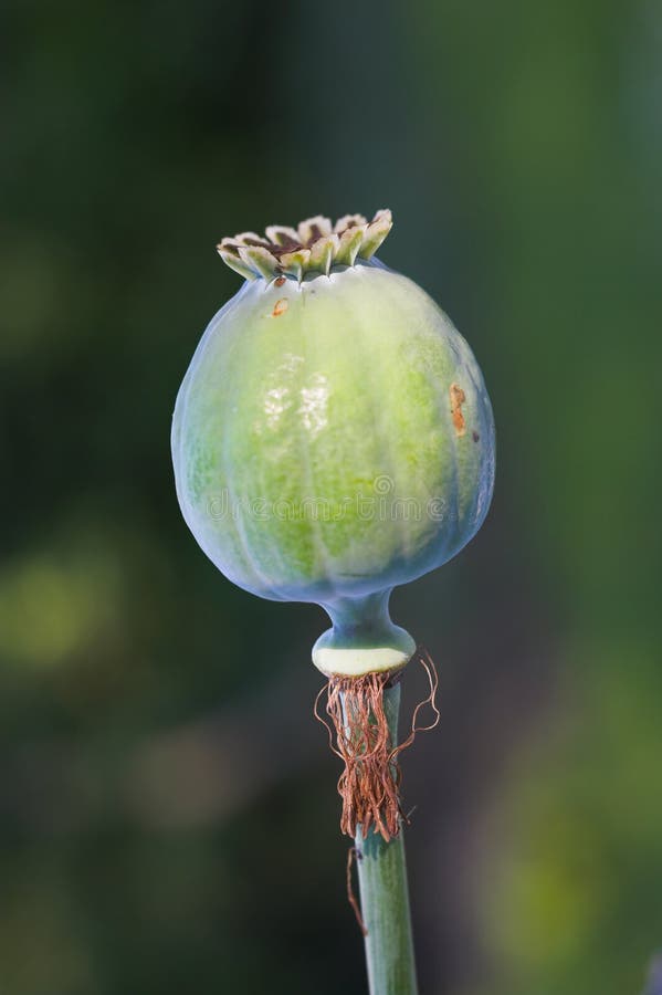 A photo of opium plant. A photo of opium plant