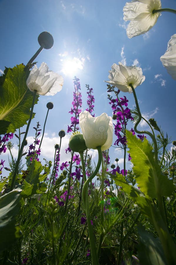 Photo of opium field of konya. Photo of opium field of konya