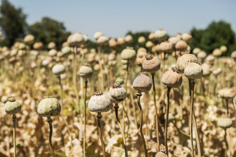 Opium poppies, They are watching you. Opium poppies, They are watching you.