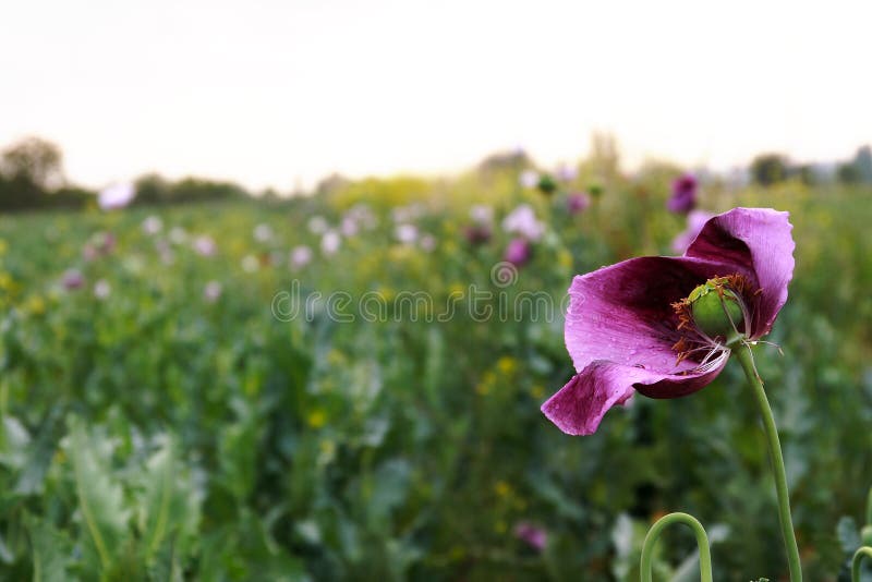 Poppy field with colse up opium poppy. Poppy field with colse up opium poppy