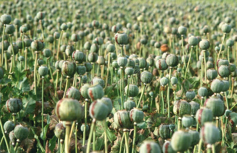 Opium poppy on a field in Rajastan / India scientific name: papaver somniferum. Opium poppy on a field in Rajastan / India scientific name: papaver somniferum