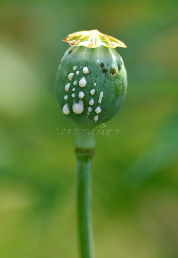 Picture of opium poppy taken at opium plantation in Chiang Mai Thailand. Picture of opium poppy taken at opium plantation in Chiang Mai Thailand