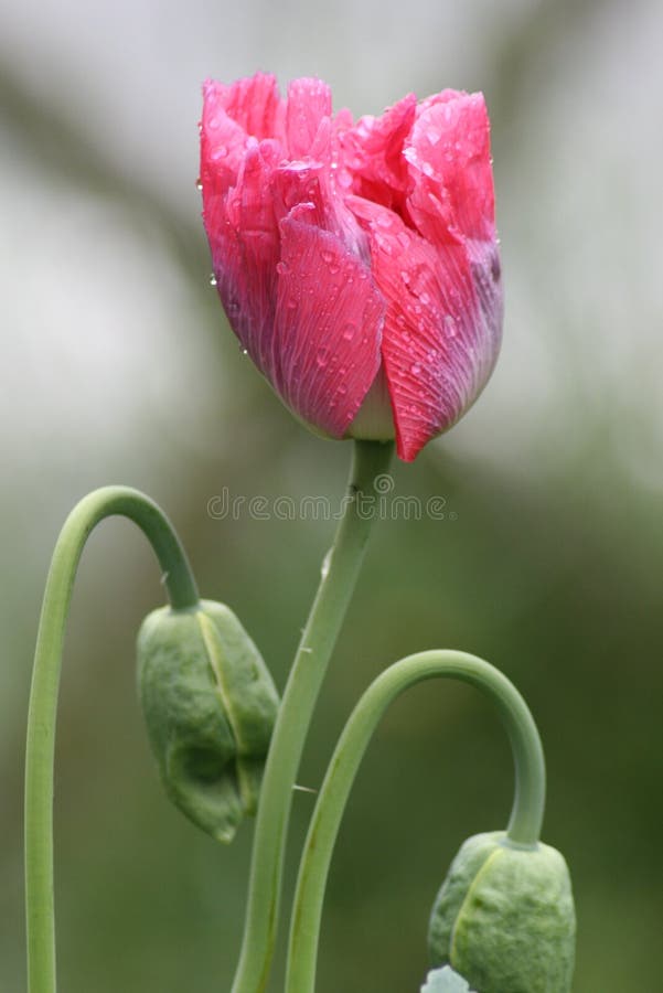 A close-up of a pink Opium Poppy in the rain. A close-up of a pink Opium Poppy in the rain