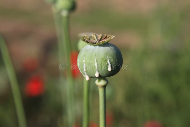 Opium poppy with field out of focus in background. Opium poppy with field out of focus in background.