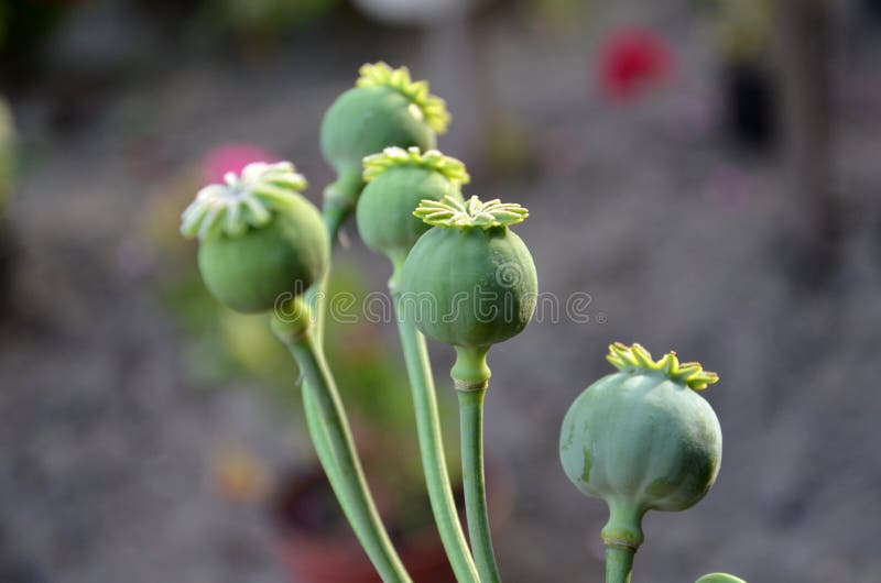 Picture of a Opium poppy. Picture of a Opium poppy