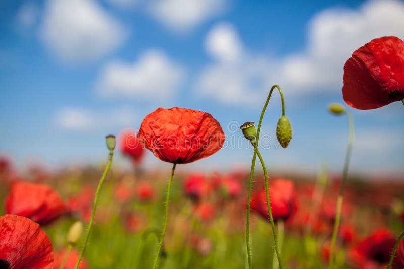 Opium poppy on a field with blue background. Opium poppy on a field with blue background