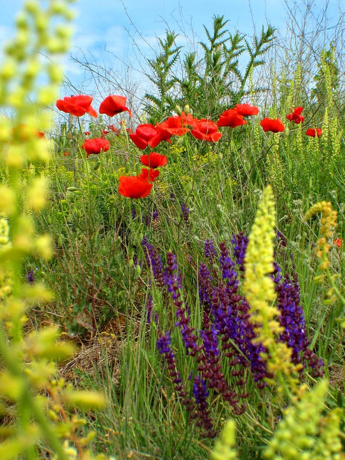 Opium poppy on a field. Opium poppy on a field.