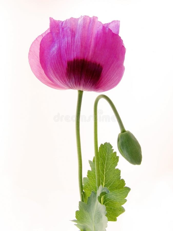 Blossom and bud of a Opium poppy. Blossom and bud of a Opium poppy