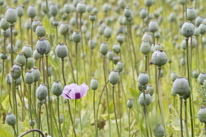 Opium poppy, Papaver somniferum grown for the production of medical opiates. Opium poppy, Papaver somniferum grown for the production of medical opiates