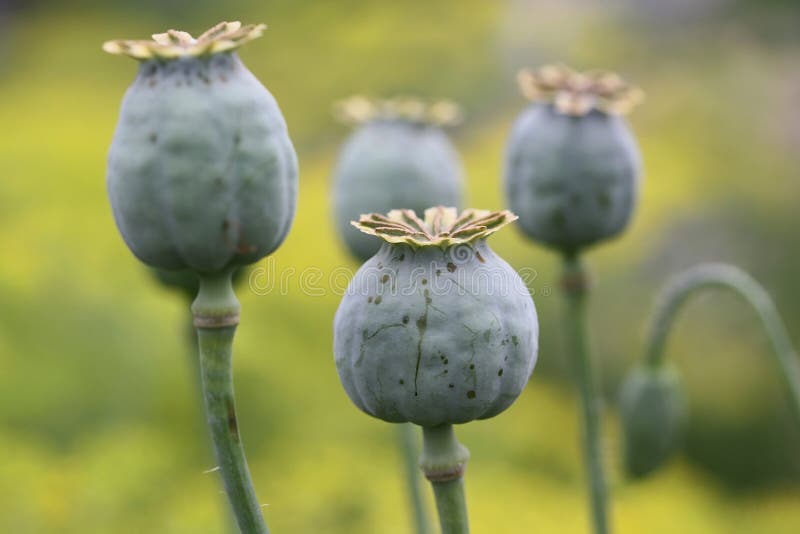 Opium poppy in the field in summer day. Opium poppy in the field in summer day