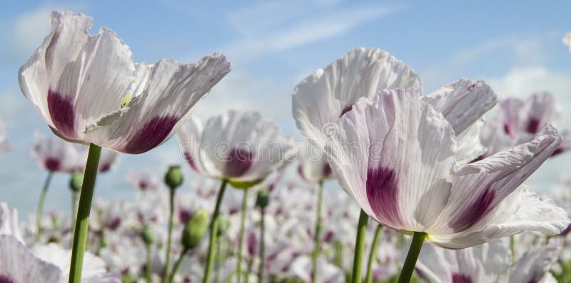 Opium poppy, Papaver somniferum grown for the production of medical opiates. Opium poppy, Papaver somniferum grown for the production of medical opiates