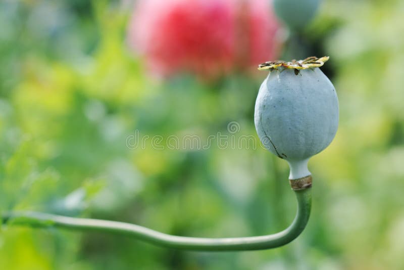 Crops of opium poppy fruit ready to be harvested for makinh heroin. Crops of opium poppy fruit ready to be harvested for makinh heroin