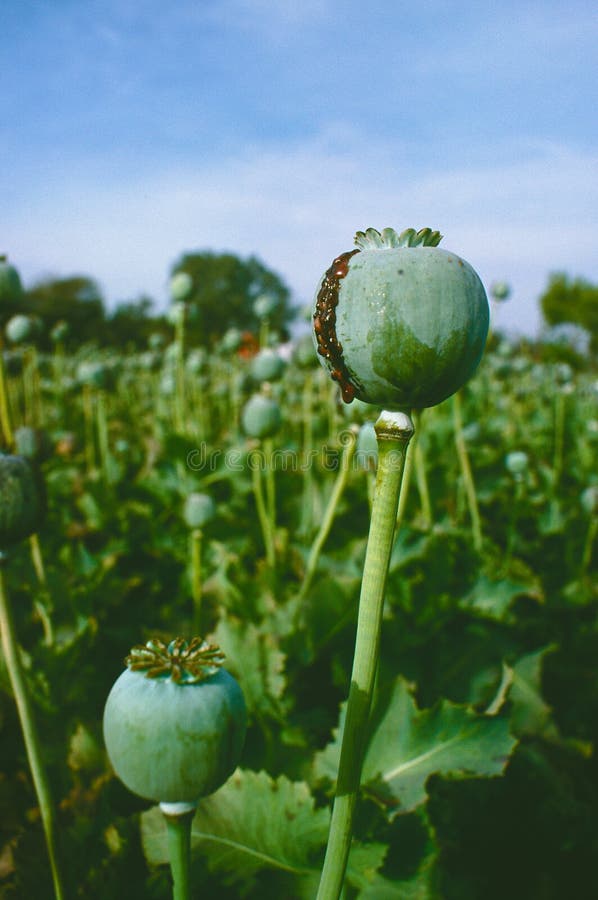 Opium plants with buds in a field, ready for harvest, showing raw opium, in India, Rajastan. Opium plants with buds in a field, ready for harvest, showing raw opium, in India, Rajastan