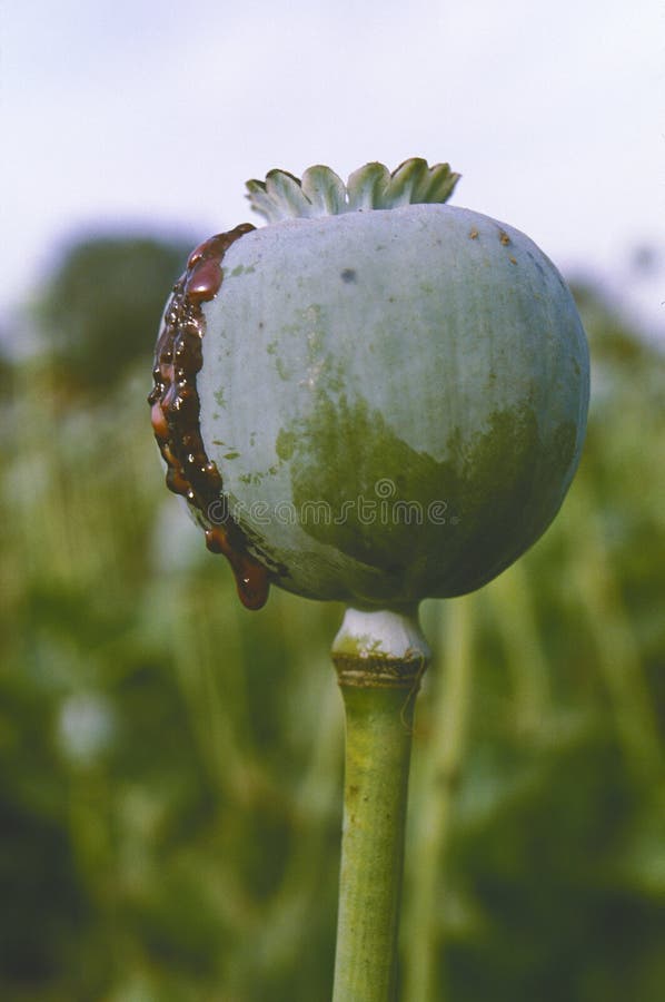 Opium plant with bud in a field, ready for harvest, showing raw opium, in India, Rajastan. Opium plant with bud in a field, ready for harvest, showing raw opium, in India, Rajastan